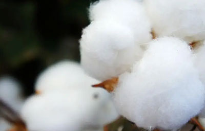 cotton