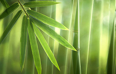 Bamboo